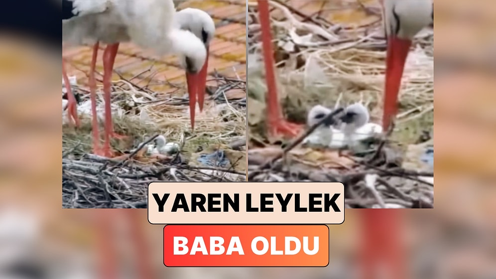 Zor Günlerde Ülkenin Yüzünü Güldüren Yaren Leylek'ten Müjdeli Haber Geldi: "Yaren Leylek Baba Oldu"