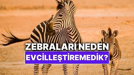 Neden Atları Süvari Hayvanı Olarak Kullandık da Zebraları Kullanmadık?