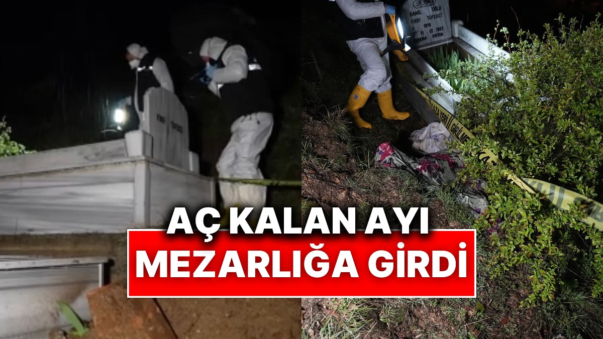 Yakınlarının Mezarına Gittiler, Zarar Görmüş Halde Buldular: Gümüşhane’de Ayılar Mezarlığa Dadandı