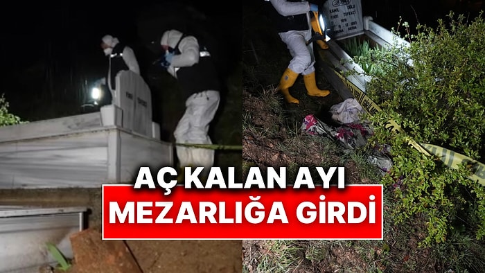 Yakınlarının Mezarına Gittiler, Zarar Görmüş Halde Buldular: Gümüşhane’de Ayılar Mezarlığa Dadandı