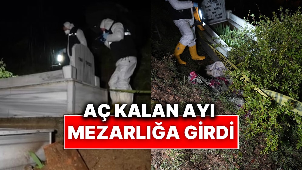 Yakınlarının Mezarına Gittiler, Zarar Görmüş Halde Buldular: Gümüşhane’de Ayılar Mezarlığa Dadandı