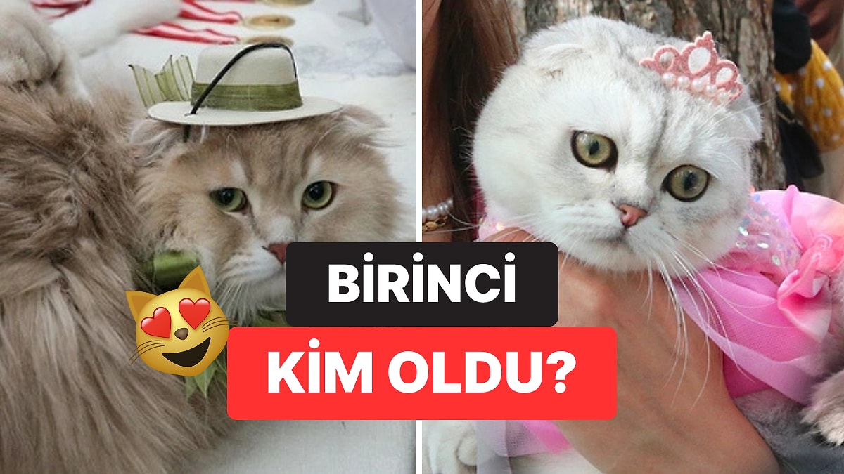 Tokat&apos;ta Kedi Güzellik Yarışması Düzenlendi: Birinci Olan Kediye Ödül Verildi