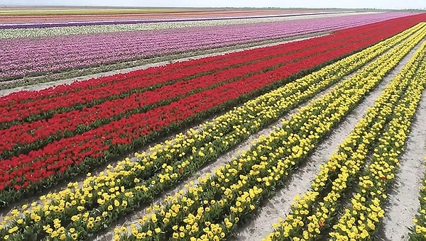 6. The Asian Tulip Field, the rainbow on the ground...
