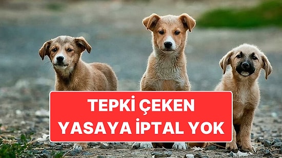 Tartışılan Hayvan Hakları Yasası Anayasa Mahkemesi'nde: Yasa İptal Edilmedi