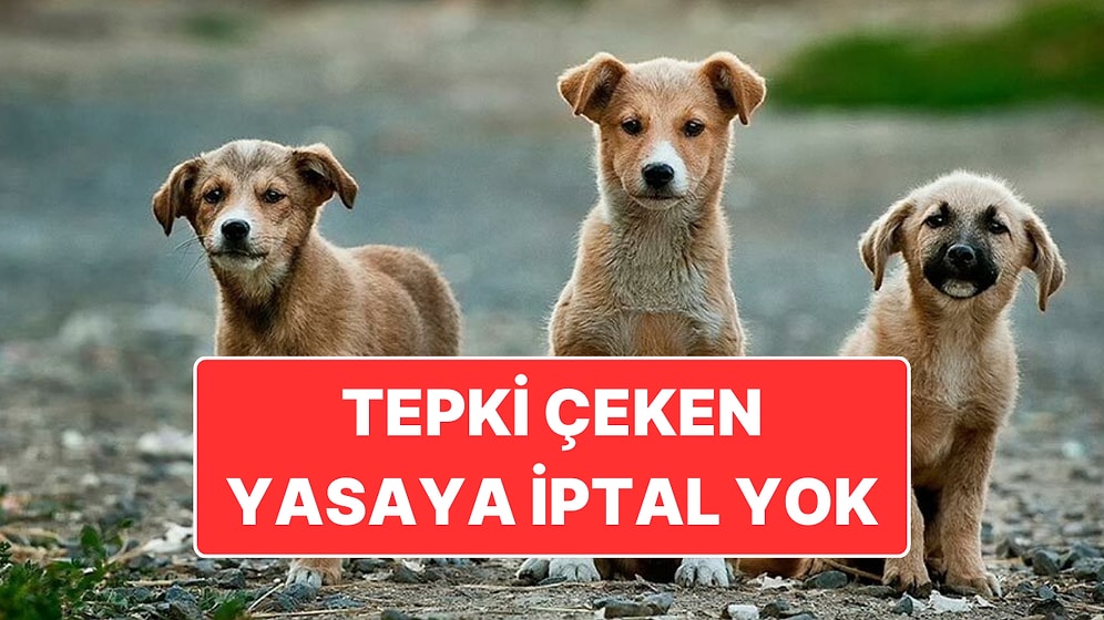 Tartışılan Hayvan Hakları Yasası Anayasa Mahkemesi'nde: Yasa İptal Edilmedi