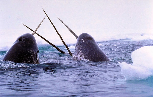 Beluga balinaları gibi yakın akrabaları, yıllardır akvaryumlarda sağlıklı şekilde yaşarken denizgergedanlarının bunu neden başaramadığı tam olarak bilinmiyor.