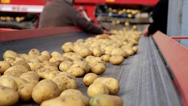 Türkiye’ye gelen tonlarca patates virüslü çıktı.