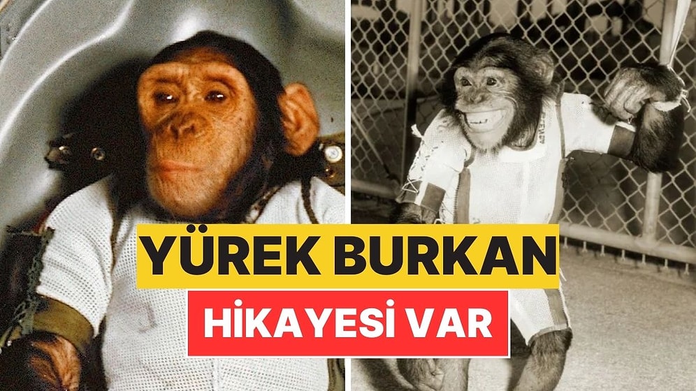 Uzaya Gönderilen Şempanzenin Yürek Burkan Hikayesi: NASA'nın Kahramanı Ham