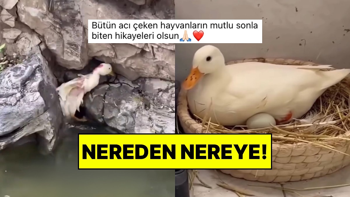 Parkta Yaşayan Yaralı Ördeği Kurtaran Hayvansever Ona Sunduğu Yeni Hayatla İçimizi Isıttı