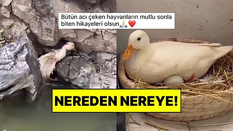 Parkta Yaşayan Yaralı Ördeği Kurtaran Hayvansever Ona Sunduğu Yeni Hayatla İçimizi Isıttı