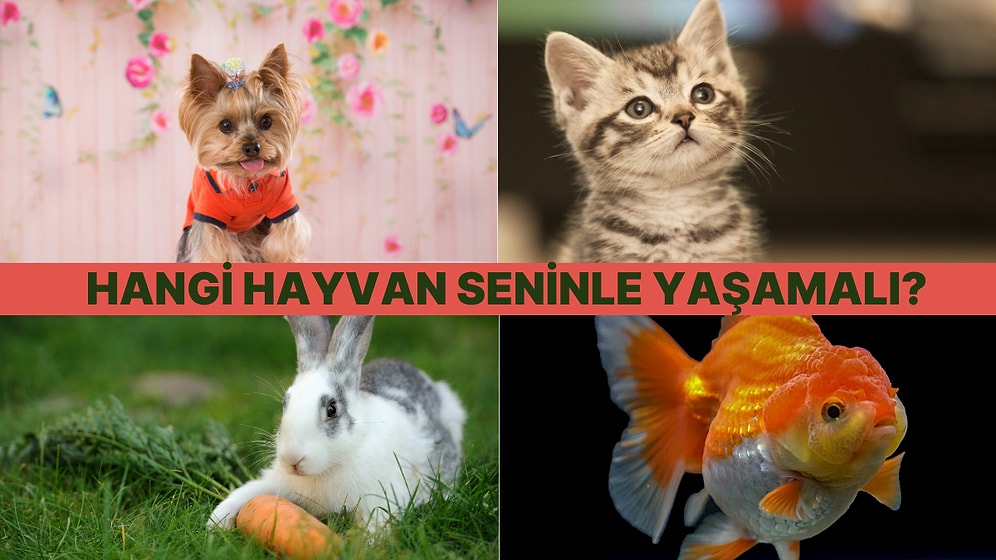 Hangi Evcil Hayvana Sahip Olmalısın?