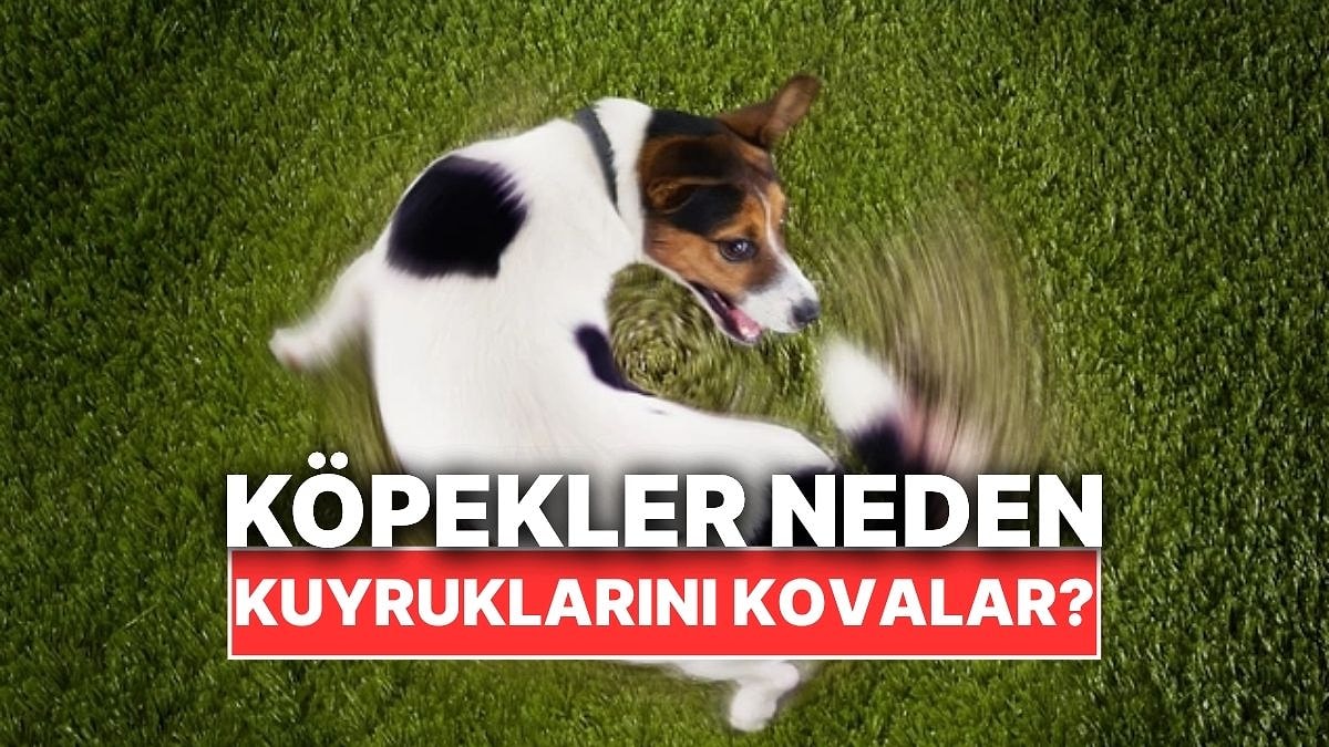 Köpekler Neden Bazen Deli Gibi Kuyruklarını Kovalar?