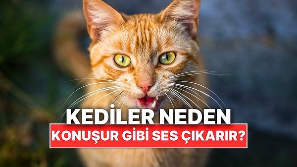 2. Kediler Neden Bazen Konuşurmuş Gibi Sesler Çıkarır? Görseli
