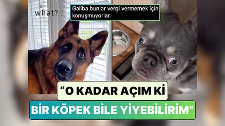 Köpek Sahipleri Patili Dostlarına "O Kadar Açım ki Bir Köpek Bile Yiyebilirim" Diyerek Tepkilerini Kaydetti