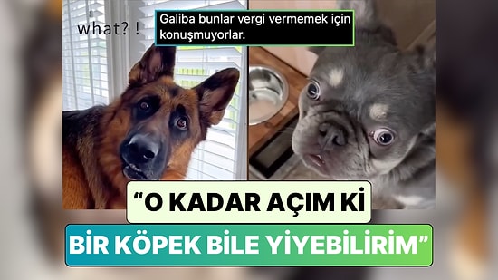 Köpek Sahipleri Patili Dostlarına "O Kadar Açım ki Bir Köpek Bile Yiyebilirim" Diyerek Tepkilerini Kaydetti