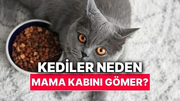 Kapak Görseli