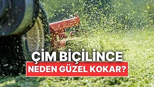 Çim biçilirken etrafa yayılan o yeşil, taze koku çoğumuza huzur verir. Çocukluğumuzun bahçelerini, yaz akşamlarını anımsatır. Ama aslında bu koku çimlerin mutlu olduğundan değil, hasar aldığından kaynaklanır.