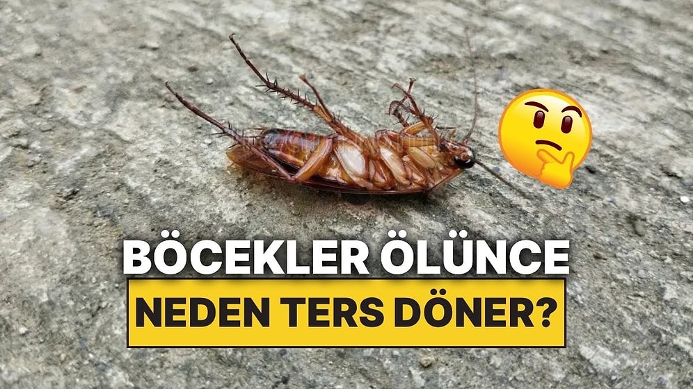 Böcekler Öldüklerinde Neden Ters Dönmüş Halde Bulunurlar?
