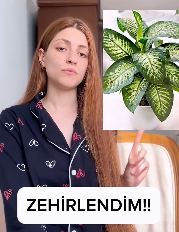 Görselde görmüş olduğunuz bitki difenbahya. Görseli