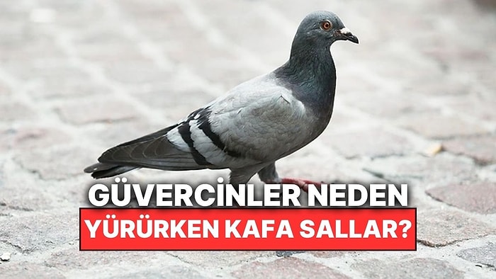 Güvercinler Neden Kafalarını Sallayarak Yürür?