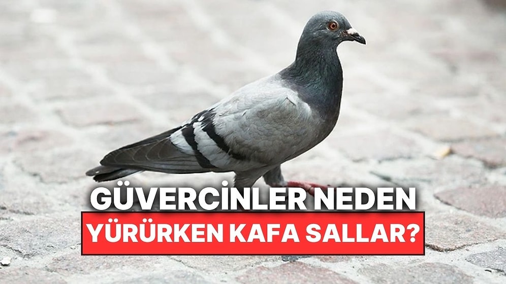 Güvercinler Neden Kafalarını Sallayarak Yürür?