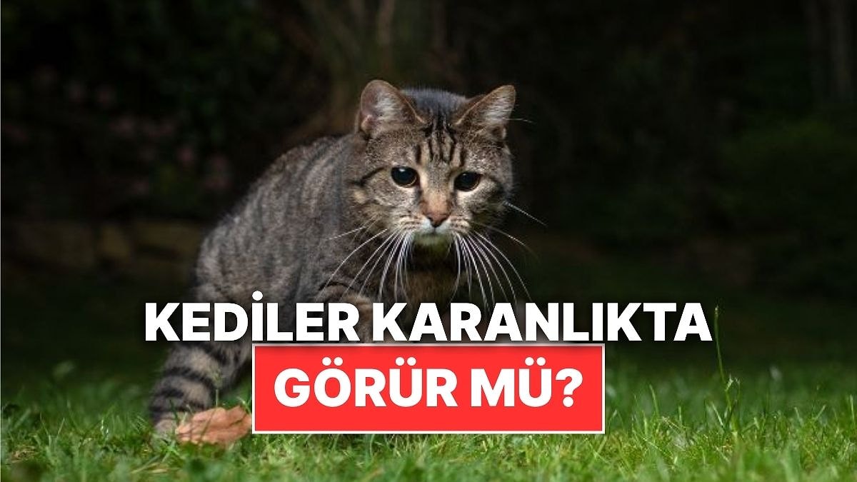 Kediler Gerçekten Karanlıkta Görebiliyor mu?