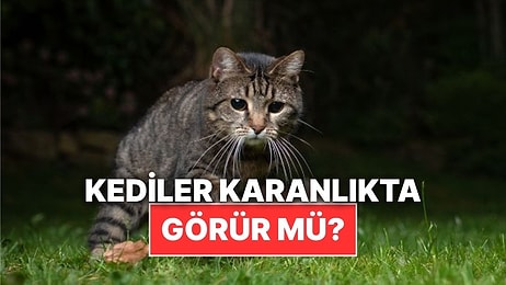 Kediler Gerçekten Karanlıkta Görebiliyor mu?