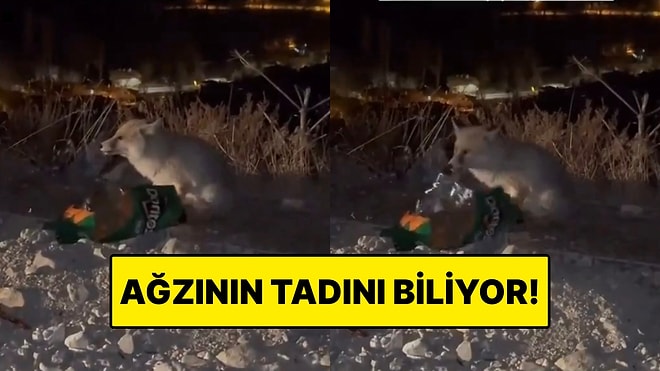 Coğrafya Kader midir? Ankara’da Bir Tilkinin Afiyetle Cips Yediği Anlar