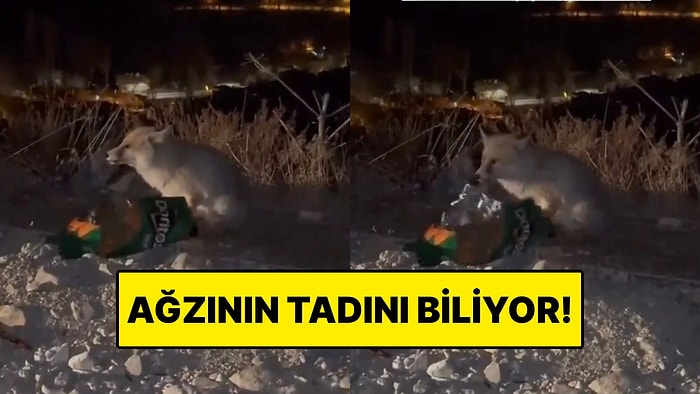 Coğrafya Kader midir? Ankara’da Bir Tilkinin Afiyetle Cips Yediği Anlar
