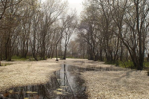 8. Kızılırmak Delta (Samsun)