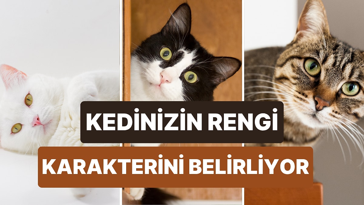 Kedinizin Rengi Karakteri Hakkında Çok Şey Öğrenmenizi Sağlıyor!