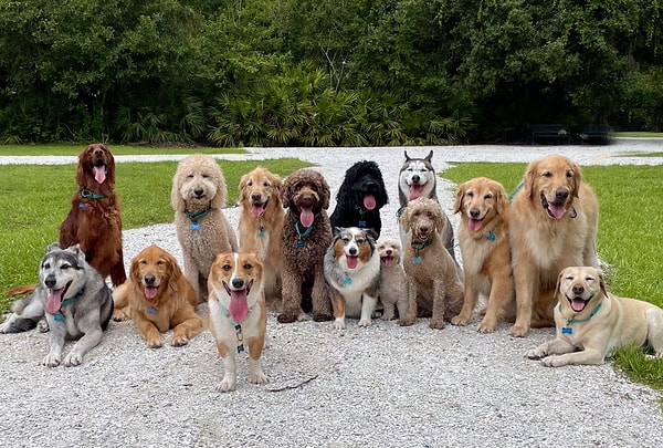 Köpeklerin ırkları ve boyutları elbette büyük rol oynuyor. Görseli