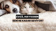 Evcil Hayvanın Seni Ne Kadar Seviyor?