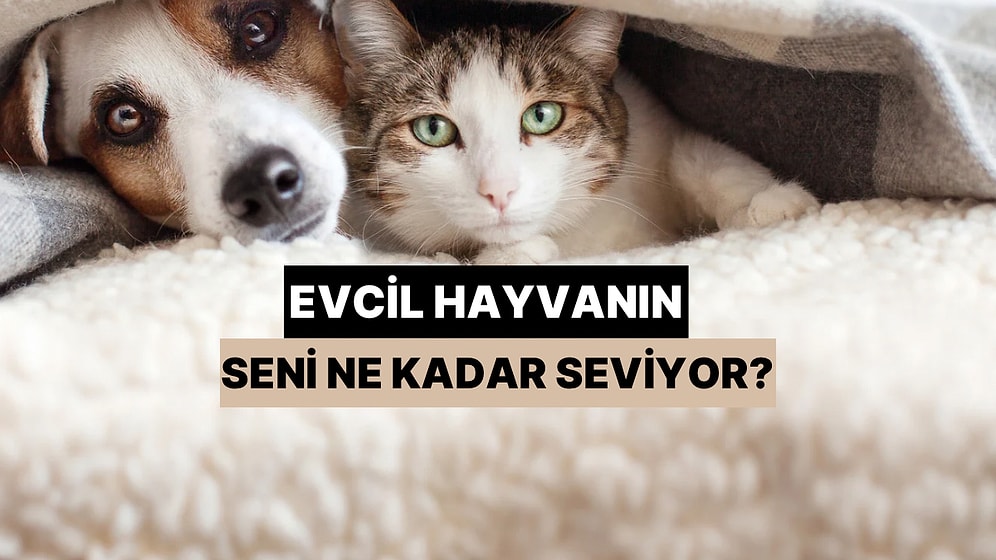 Evcil Hayvanın Seni Ne Kadar Seviyor?