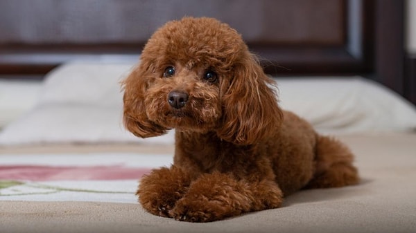 11. Poodle