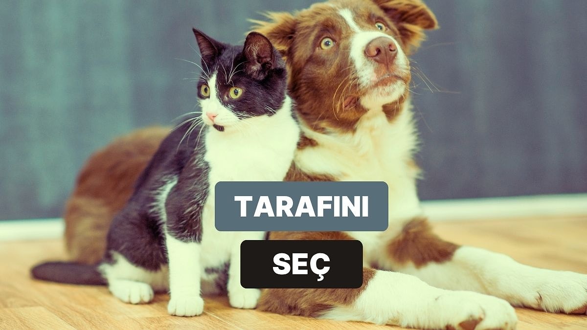 Sen Kedi mi Yoksa Köpek İnsanı mısın?