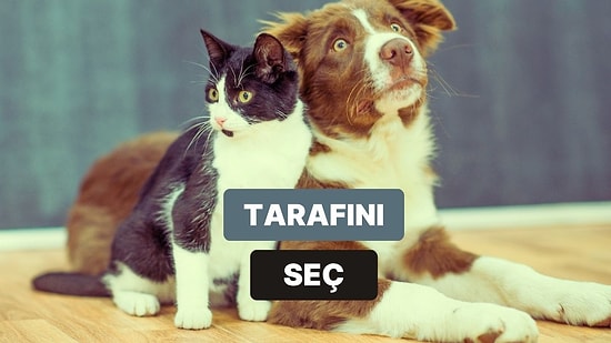 Sen Kedi mi Yoksa Köpek İnsanı mısın?