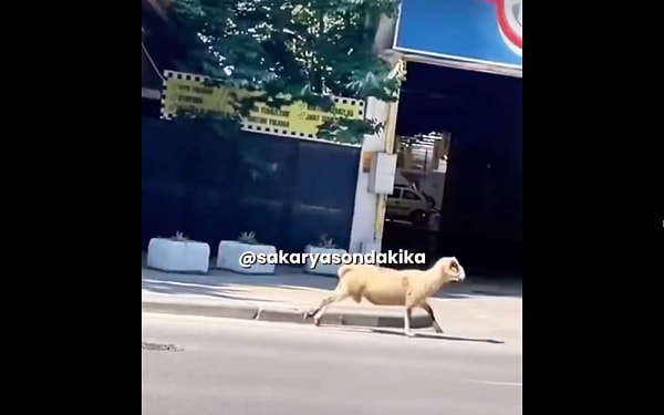 Sahibinden kaçan bir koça, minibüs çarptı. Görseli