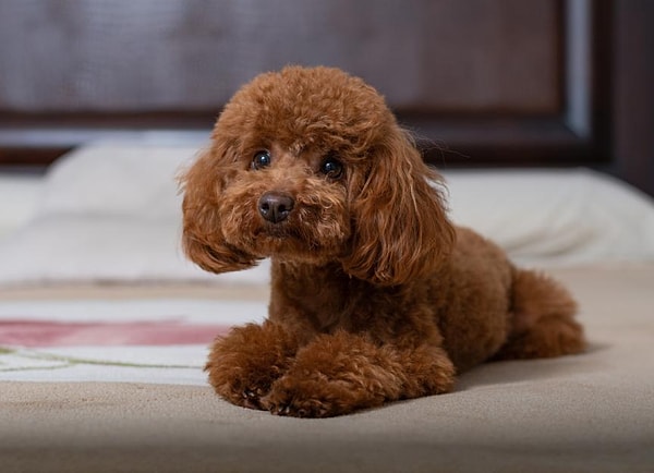Toy Poodle'ın Kökeni ve Tarihçesi Görseli