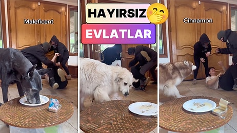 Sonuç Yine Hüsran: Bir Adam Kaçırılma Numarasını Tüm Köpeklerine Denedi