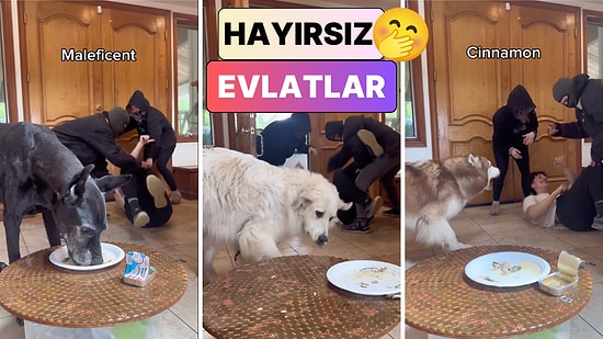 Sonuç Yine Hüsran: Bir Adam Kaçırılma Numarasını Tüm Köpeklerine Denedi