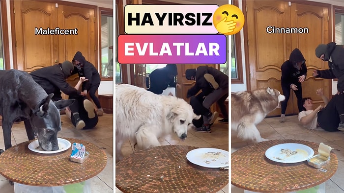 Sonuç Yine Hüsran: Bir Adam Kaçırılma Numarasını Tüm Köpeklerine Denedi