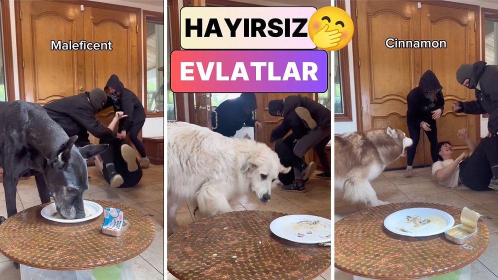 Sonuç Yine Hüsran: Bir Adam Kaçırılma Numarasını Tüm Köpeklerine Denedi