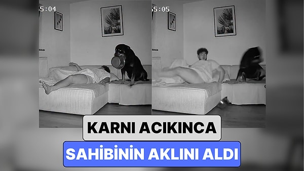 Gece Yarısı Karnı Acıkan Köpek Sahibini Uyandırmak İçin Bulduğu Yöntemle Pes Dedirtti