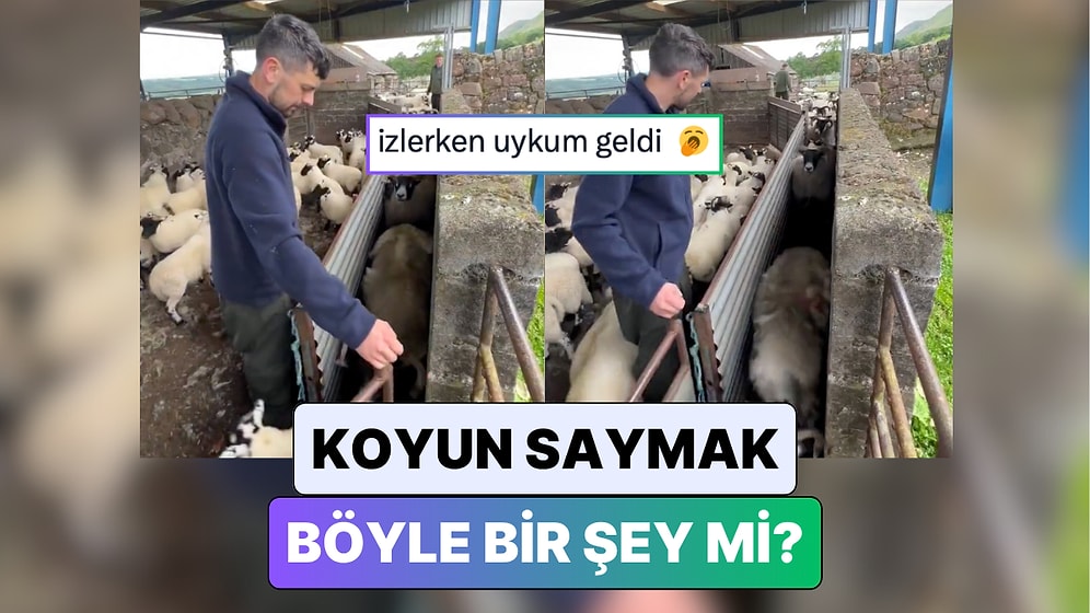 Bir Çiftlik Sahibinin Koyunlar ve Kuzuları Ayırdığı Anları İzlerken Hipnotize Olacaksınız