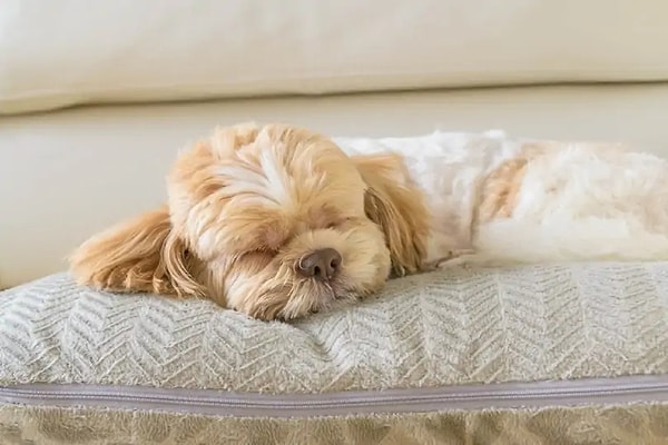 Evcil hayvanlarımızın rahatına düşkün olduğu bir gerçek. Özellikle köpeklerin sık sık sahiplerinin yastıklarında uyuduğu gözlemleniyor. Görseli