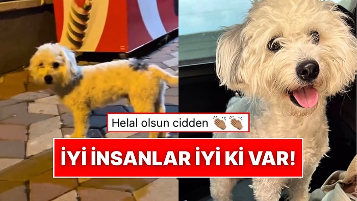 Sahibi Tarafından Sokağa Terk Edilen Masum Köpeğin Kurtarıldıktan Sonra Değişen Hayatı İçinizi Isıtacak