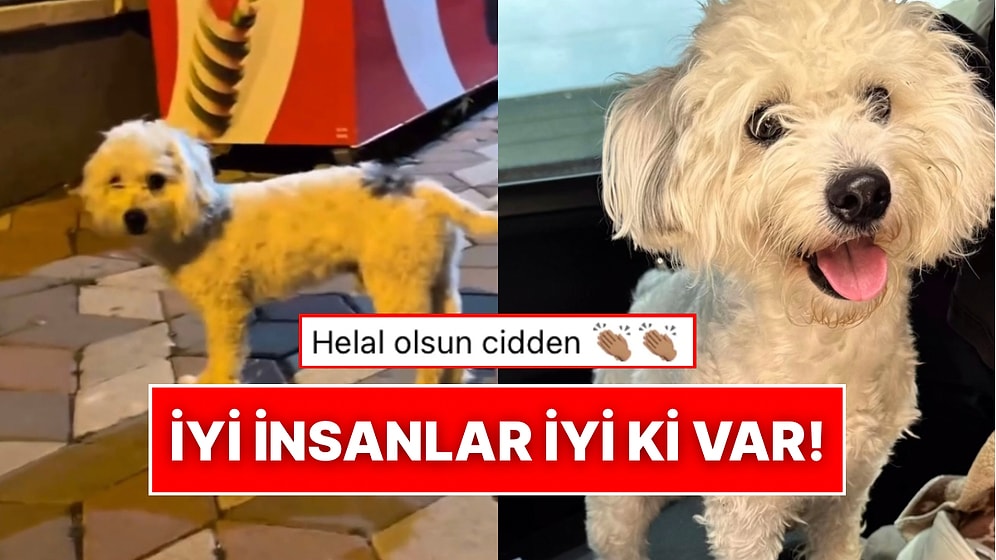 Sahibi Tarafından Sokağa Terk Edilen Masum Köpeğin Kurtarıldıktan Sonra Değişen Hayatı İçinizi Isıtacak