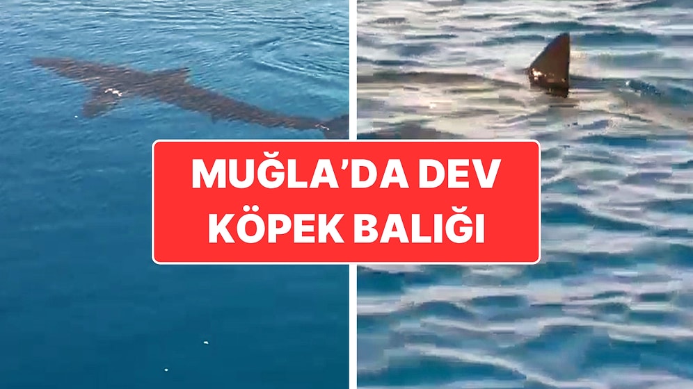 Muğla’da Köpek Balığı Heyecanı: Tekne Turu Yapan Turistler Kaydetti