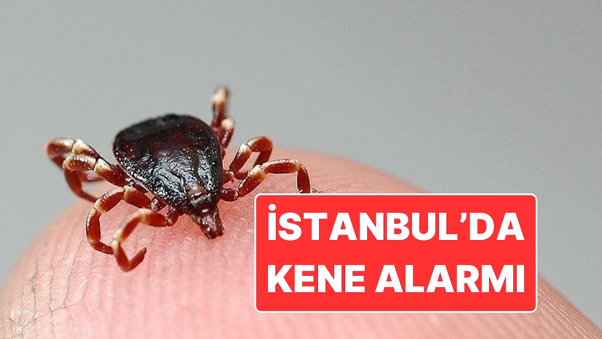 İstanbul&apos;da Kene Alarmı: Son 3 Ayda 6 Bin 165 Vaka Tespit Edildi